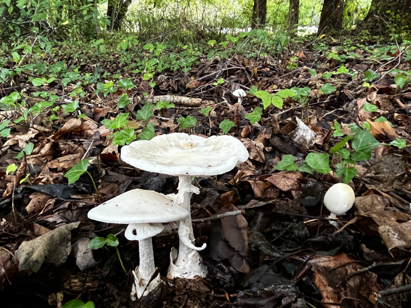 The Destroying Angel Mushroom