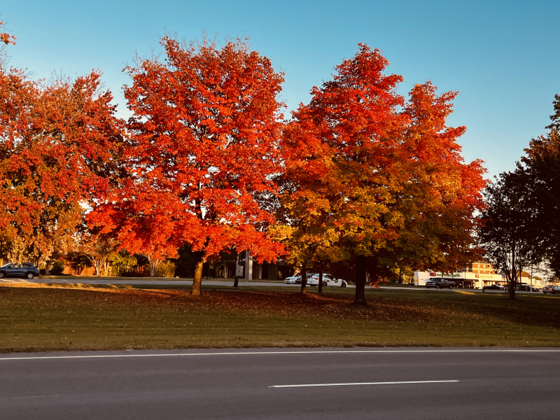 Leaves: Fall Foliage Peaking in Greensboro