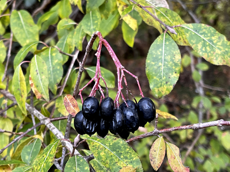 Viburnum Prunifolium (Blackhaw)