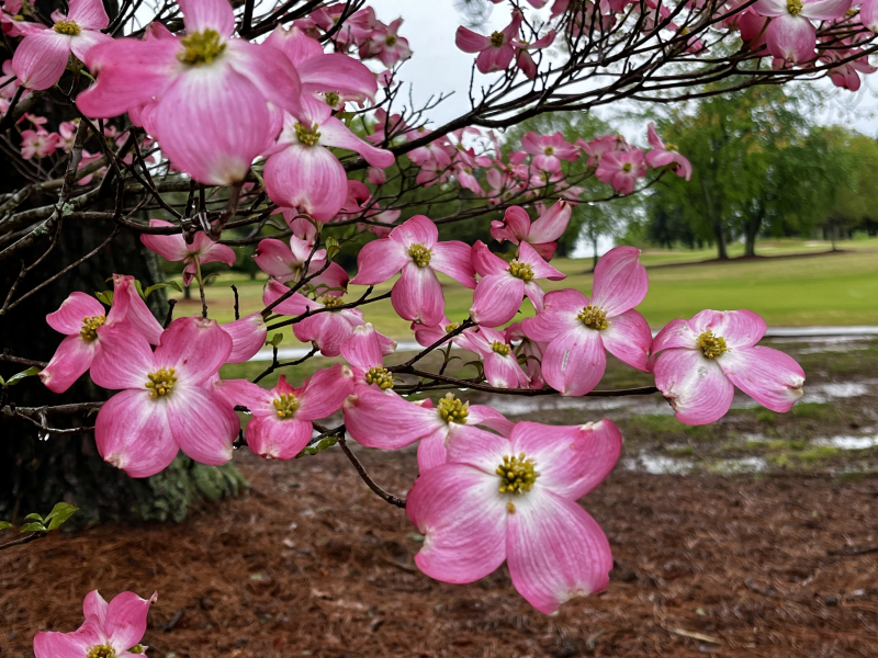 Dogwood Time in Greensboro!