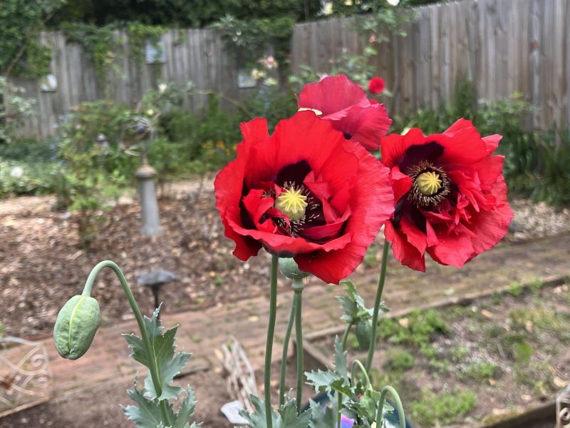 National Poppy Day 2023