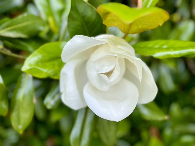 Magnolia Blossom Time 2023