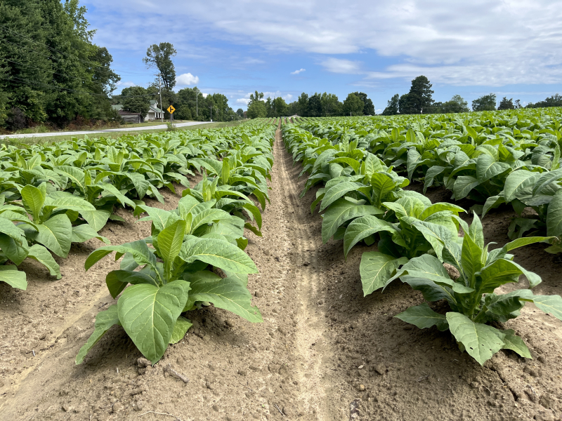 Tobacco Road in Eastern Guilford County
