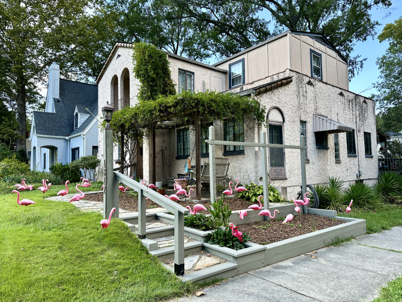 Flamboyance of Flamingos