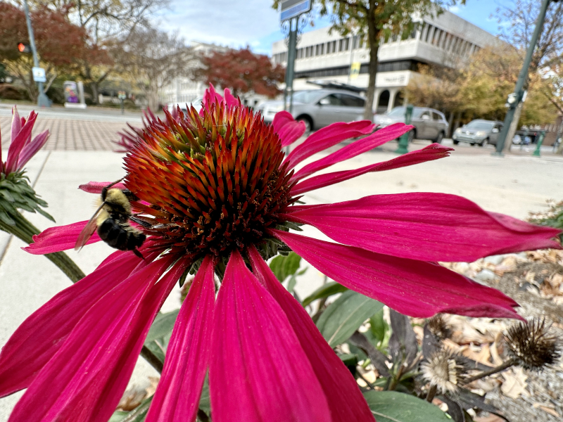 Fall Day Downtown at Governmental Plaza