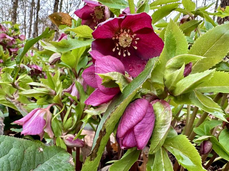 It’s Hellebore Time in Greensboro!