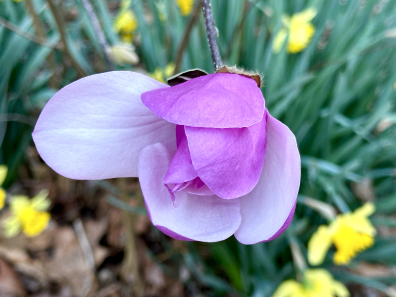 Saucer Magnolias are in Bloom