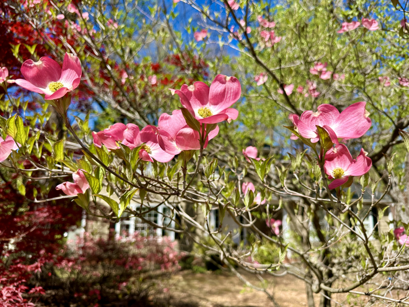 Dogwoods Are a Greensboro Tradition!