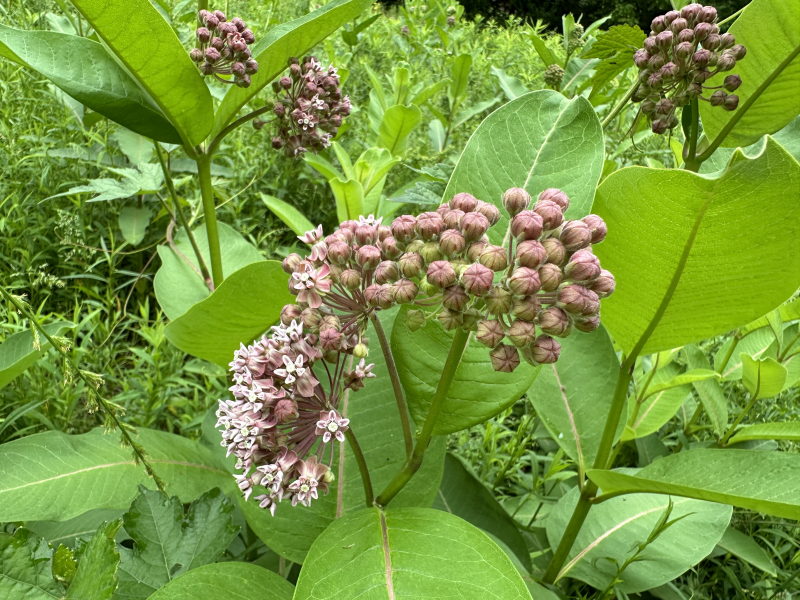 Milkweed Garden in Peabody Park