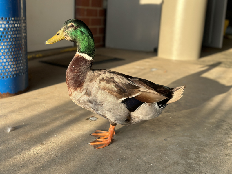The Adventures of Frederick the Duck
