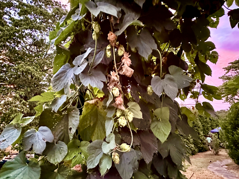 Hops Bine in Greensboro!