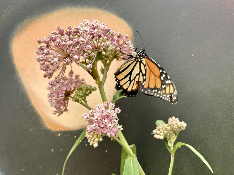Monarch Butterfly on Milkweed