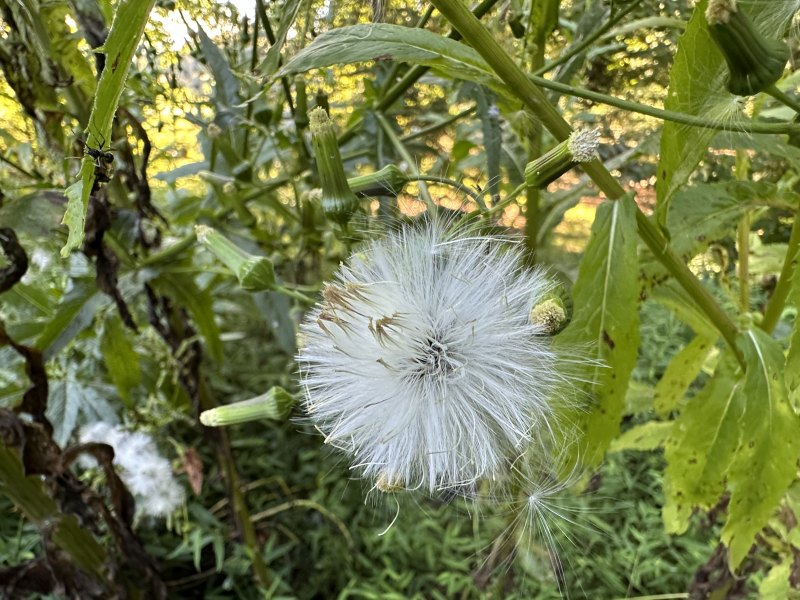 Fall in Greensboro (and) North Carolina