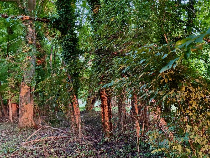 Nature + Cooler Temps + the NC Folk Festival = Fall in Greensboro