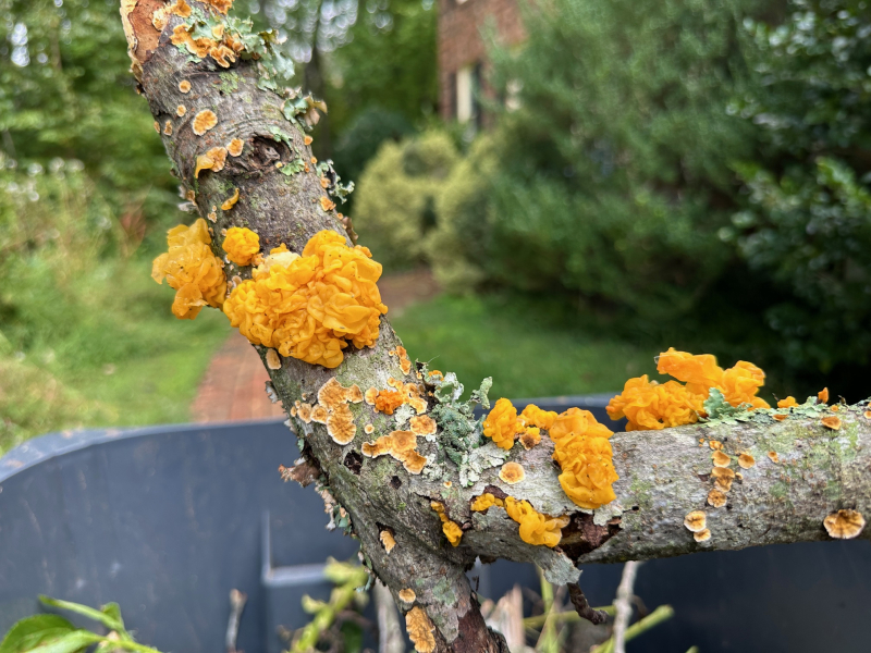 Jelly Fungus Among Us