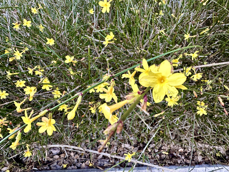 Winter Jasmine