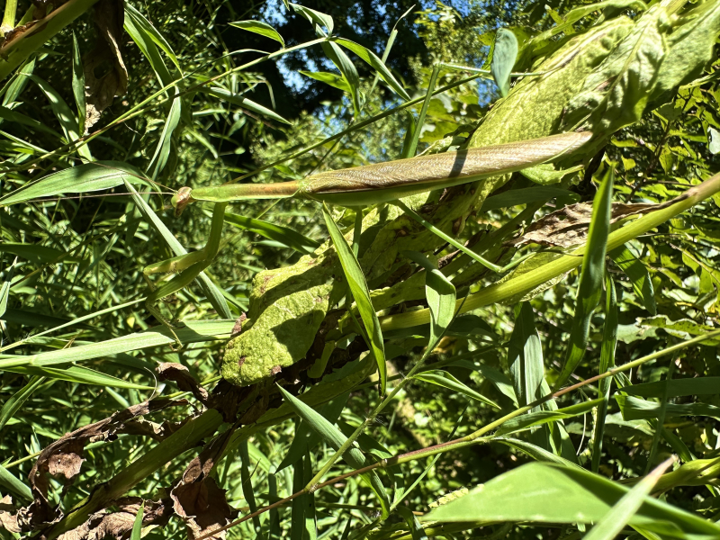Praying mantis