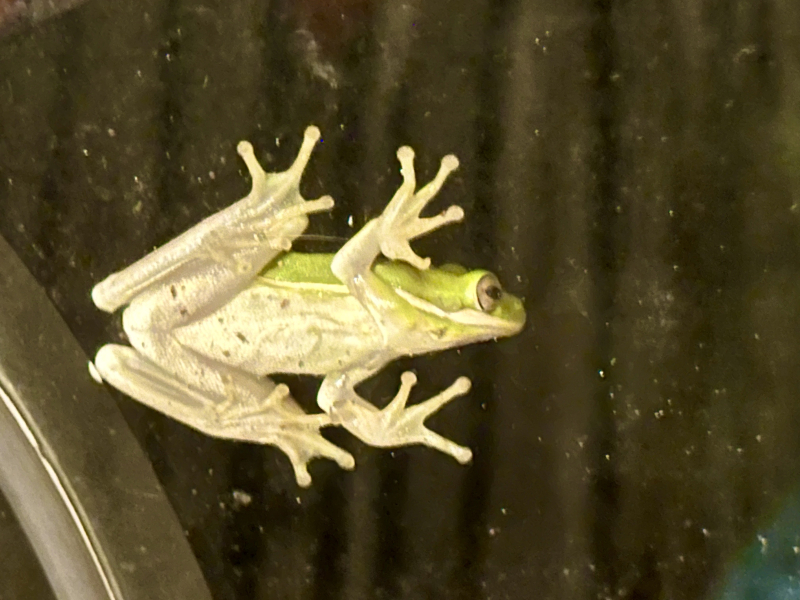 Green Tree Frogs in Guilford County