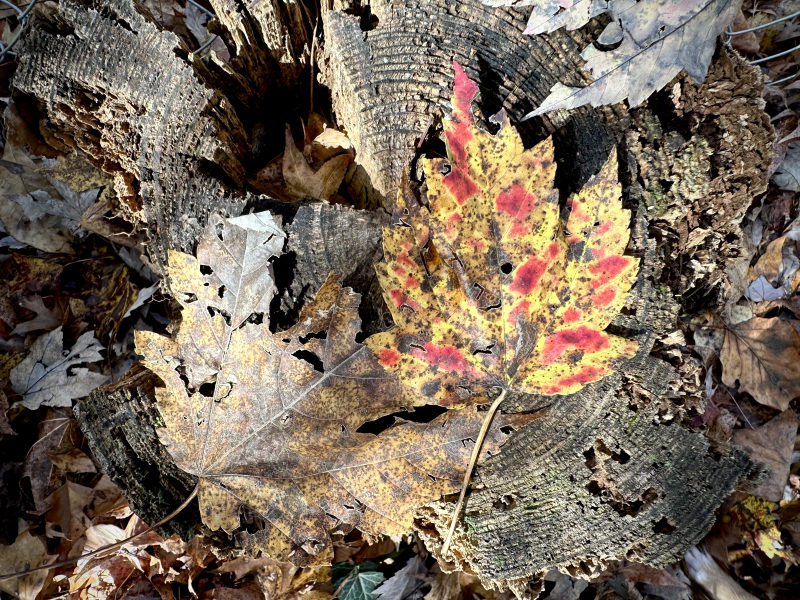 Fall,  Post Peak in Greensboro