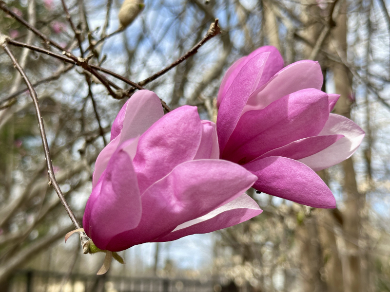 Saucer Magnolia