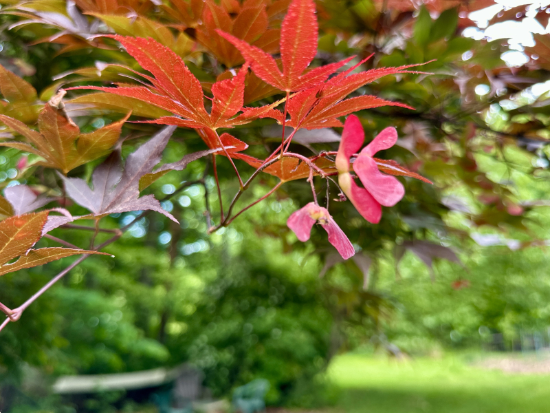 Japanese Maple Tree Seeds