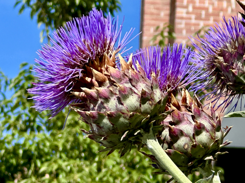 Artichoke Thistle @ Old Greensborough