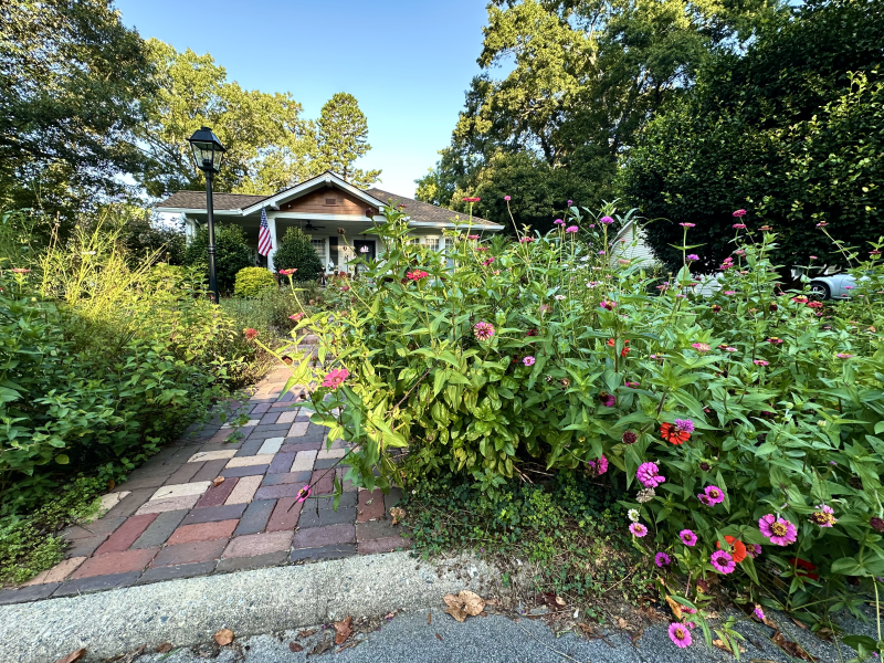 A Yard Full of Zinnias at 1126 McCormick Street