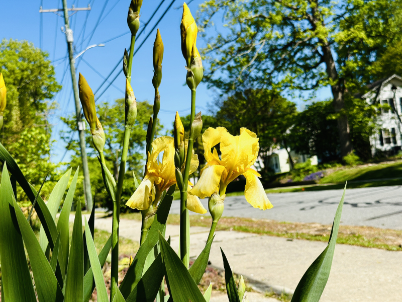 It Is Iris Time in Greensboro.
