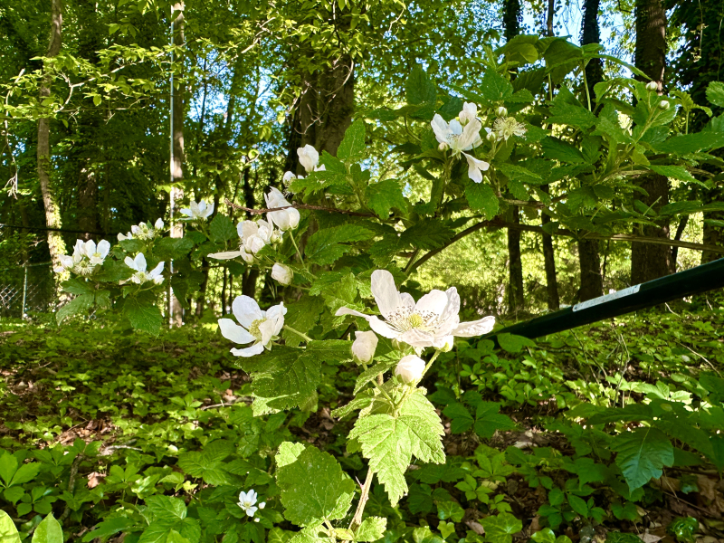 Blackberries Blooming in Greensboro!