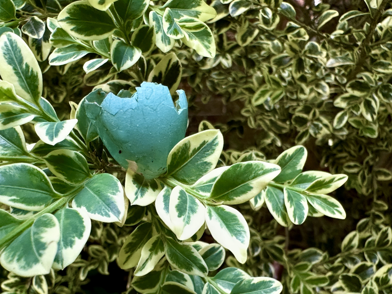 Robin Egg, Babies are Hatching!