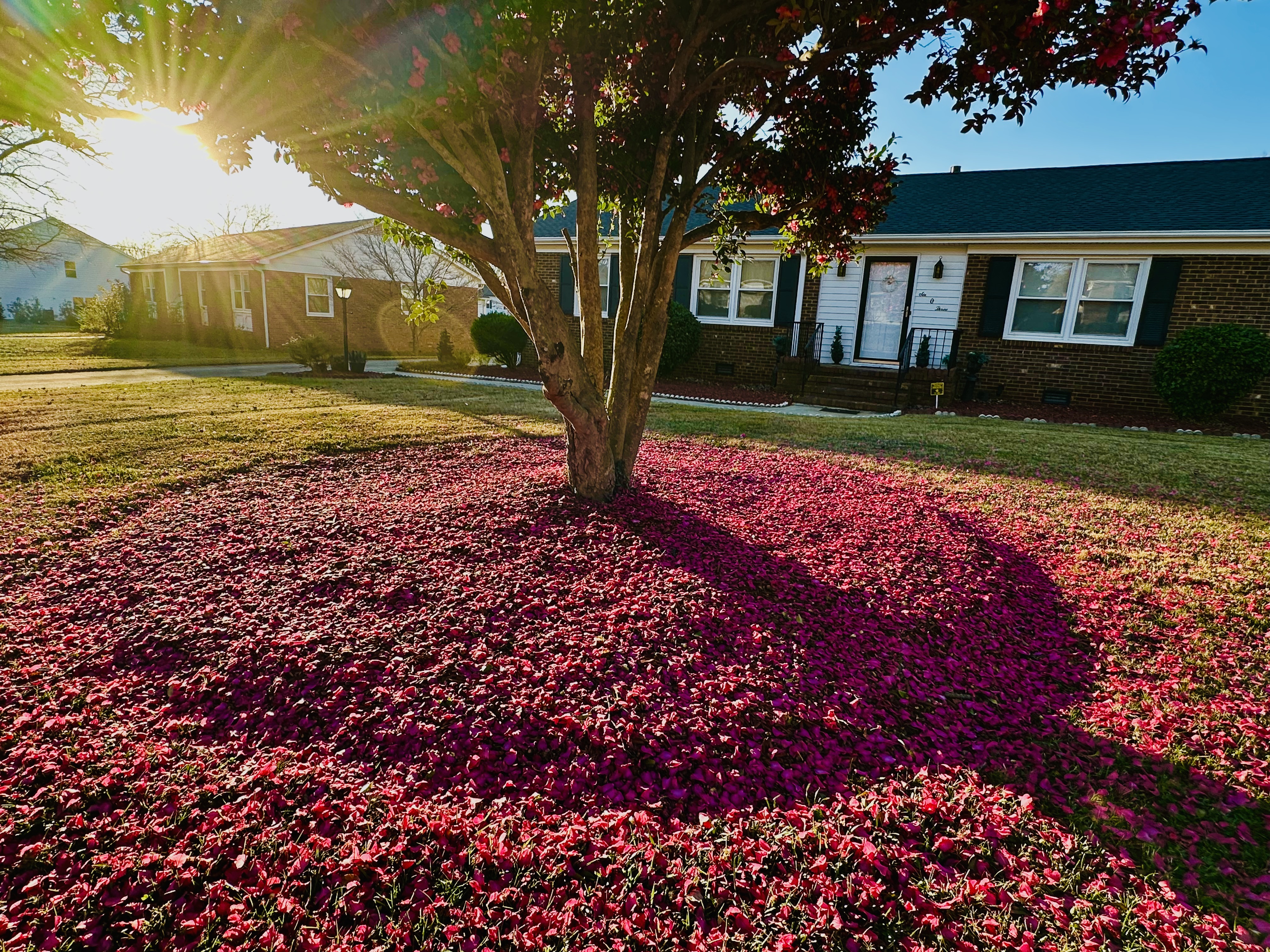 Carpet of Camellia Petals