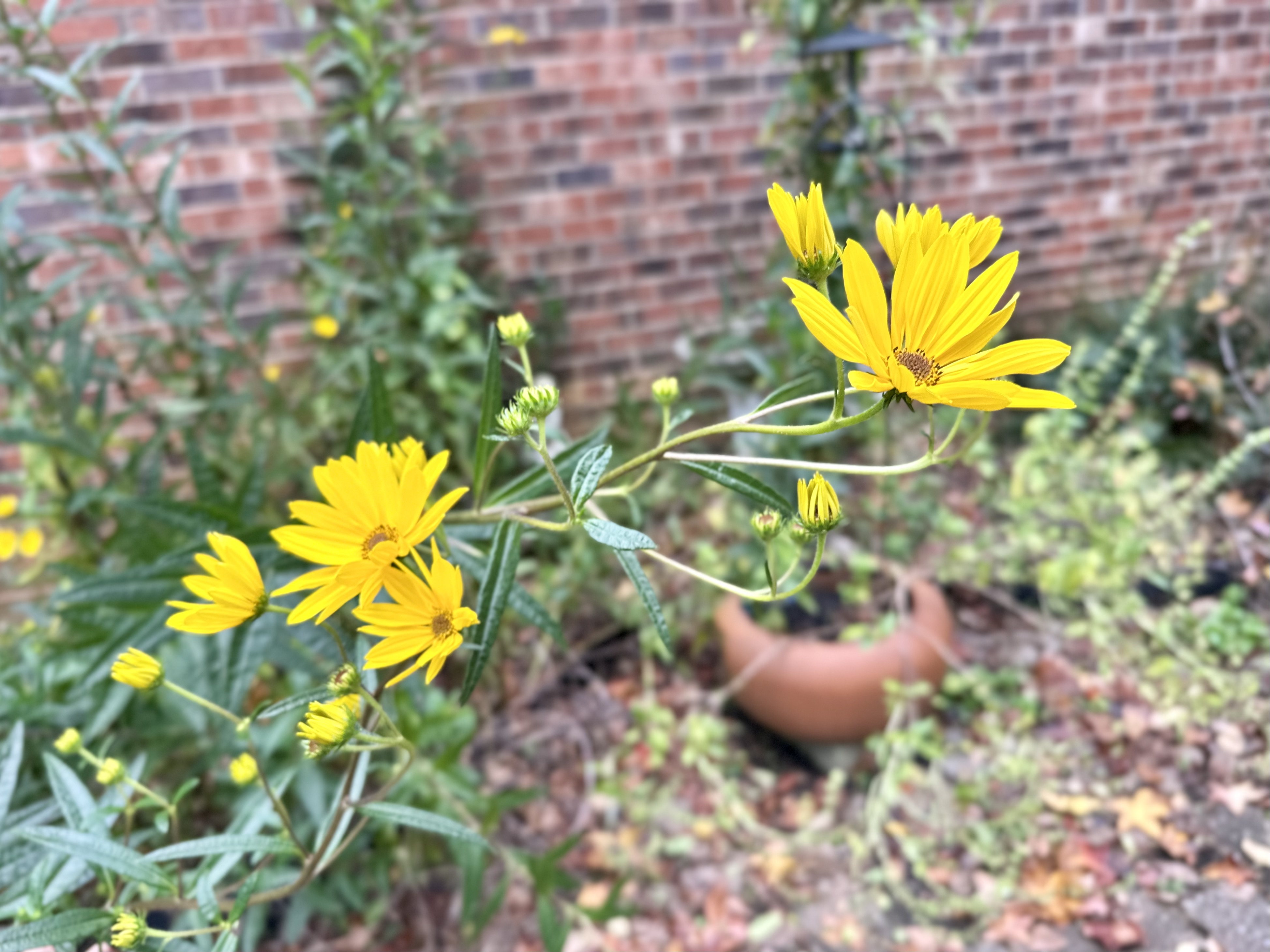 A Little Sunday Reflection: Swamp Sunflowers