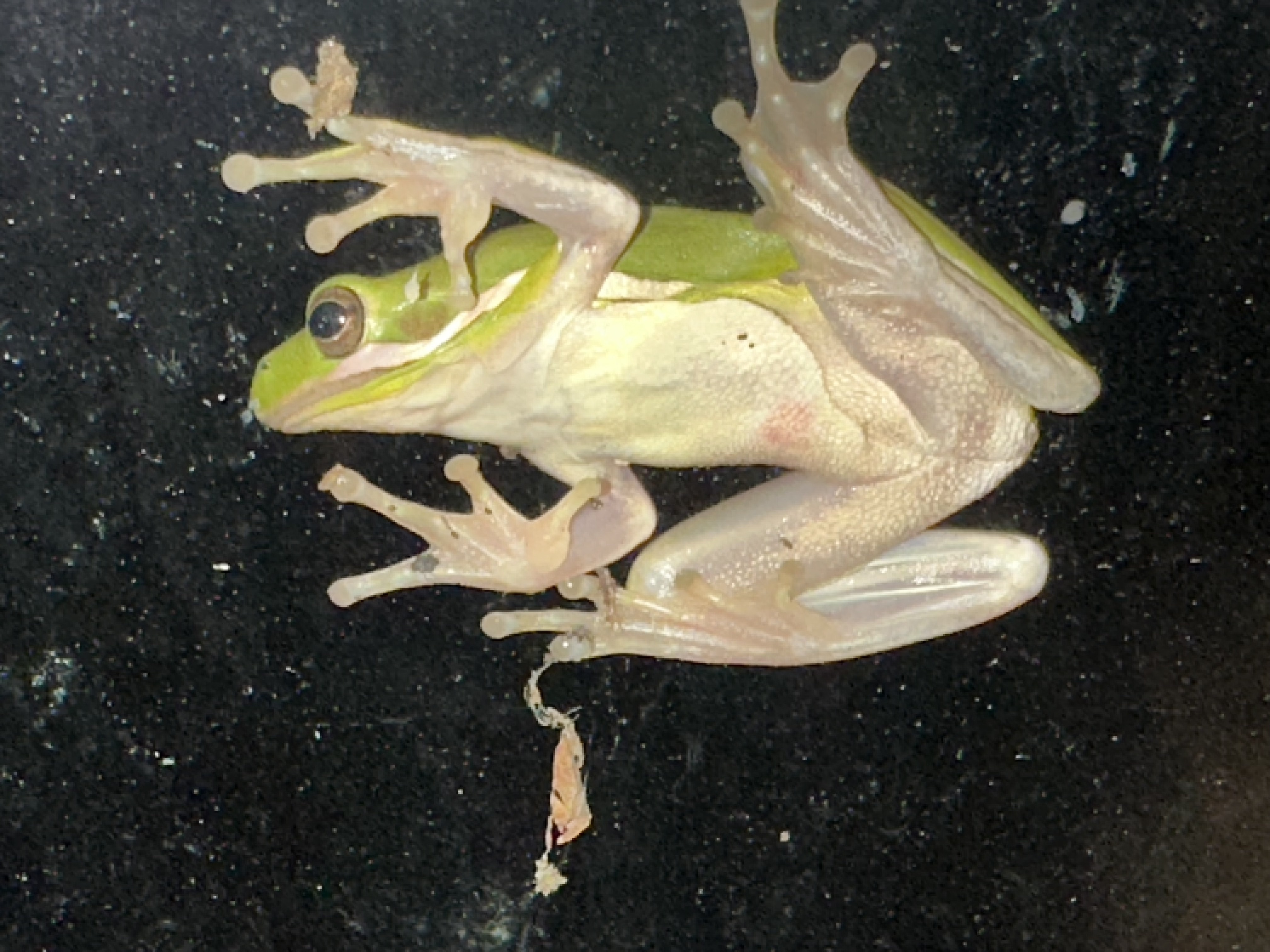 Green Tree Frog