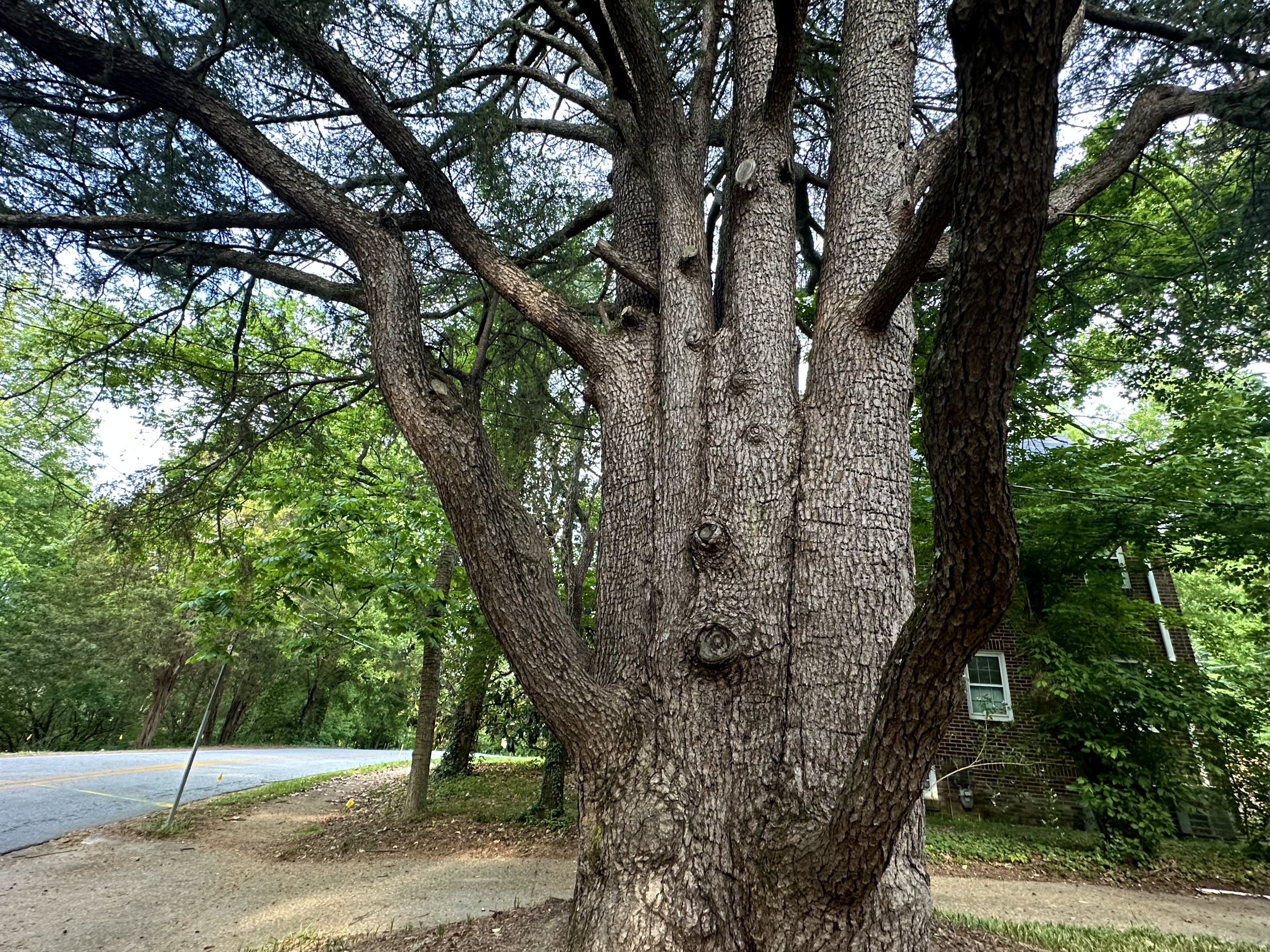 Virginia Pine on E. Lake Drive