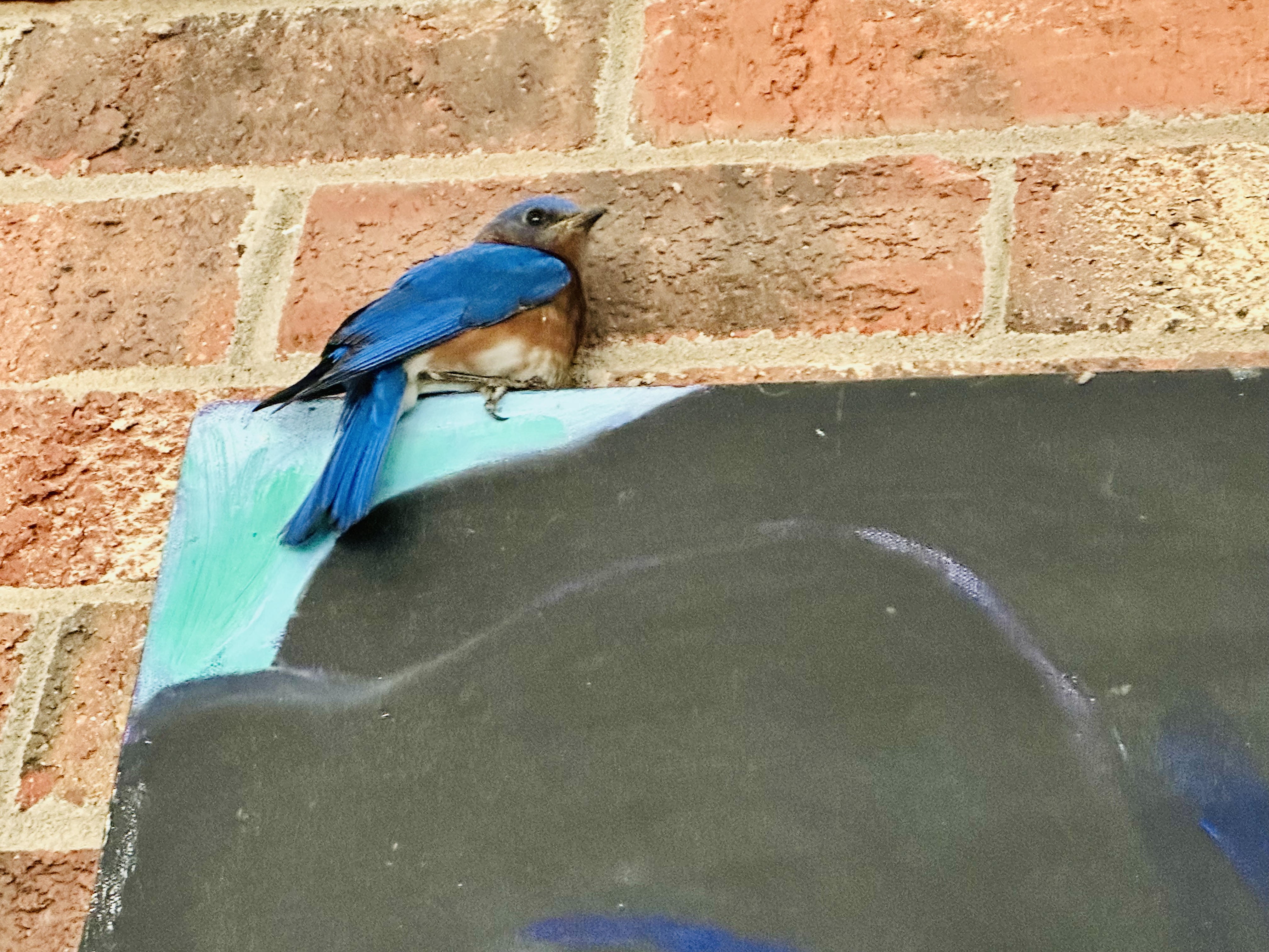 Bluebird of Happiness