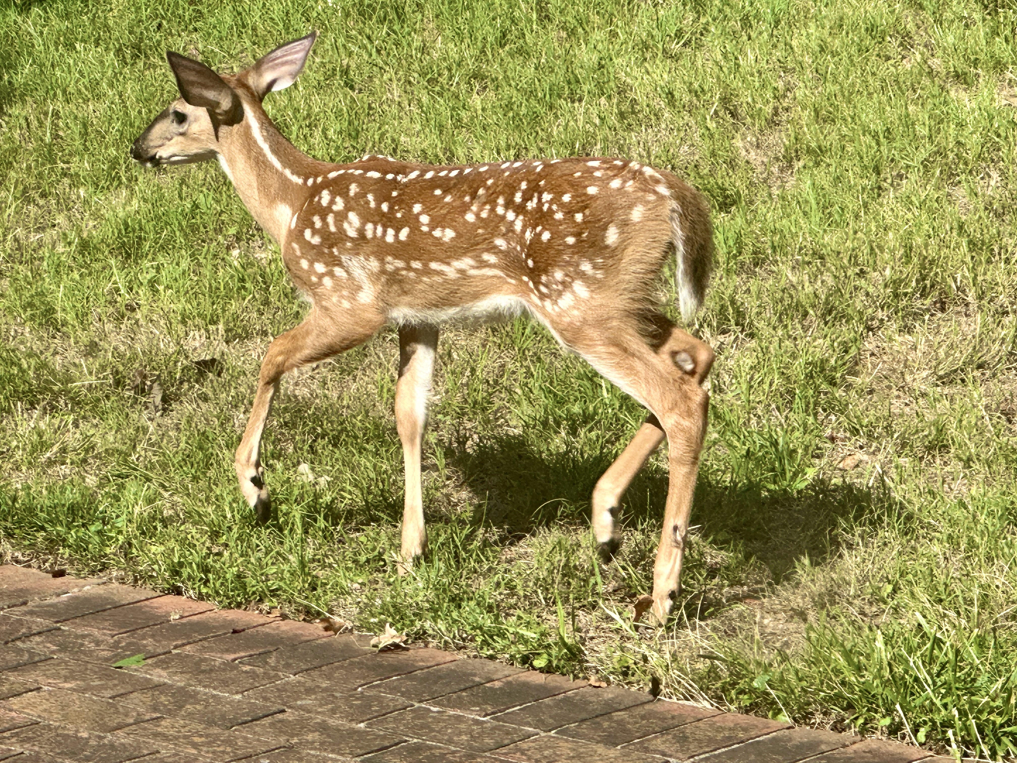 Got Fawns?