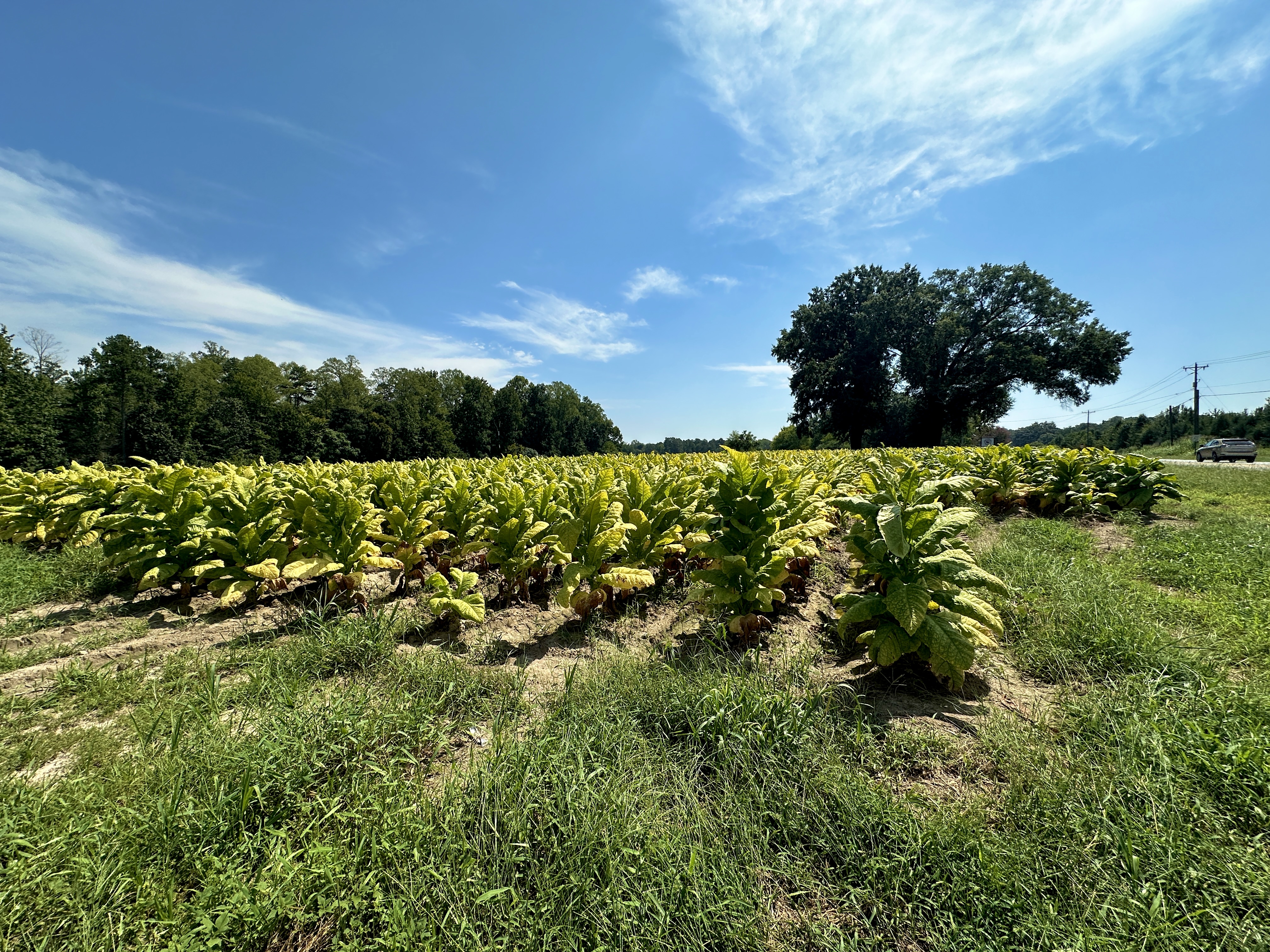Tobacco Fields on Highway 70 East