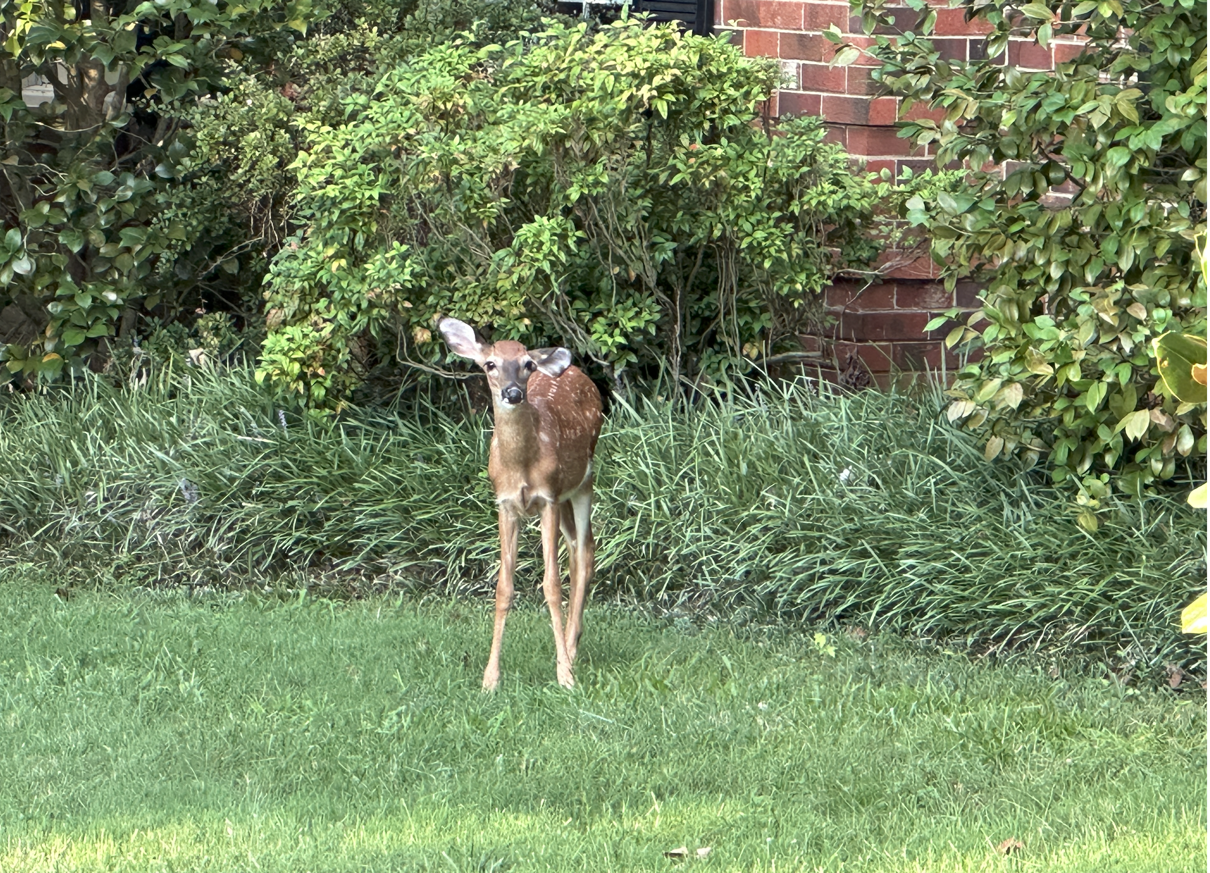 White-tailed Deer