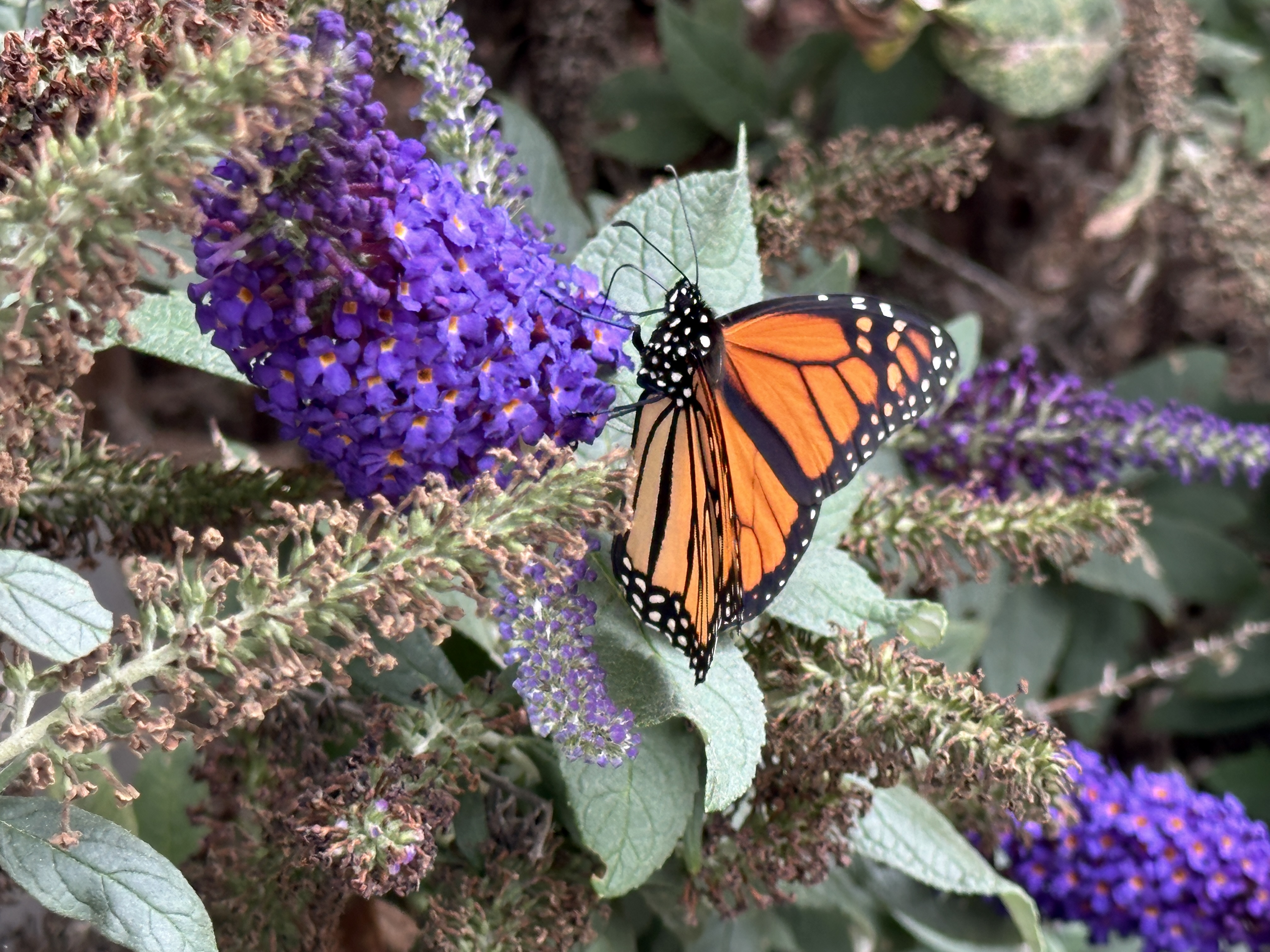 Monarch Migration at Peak Abundance