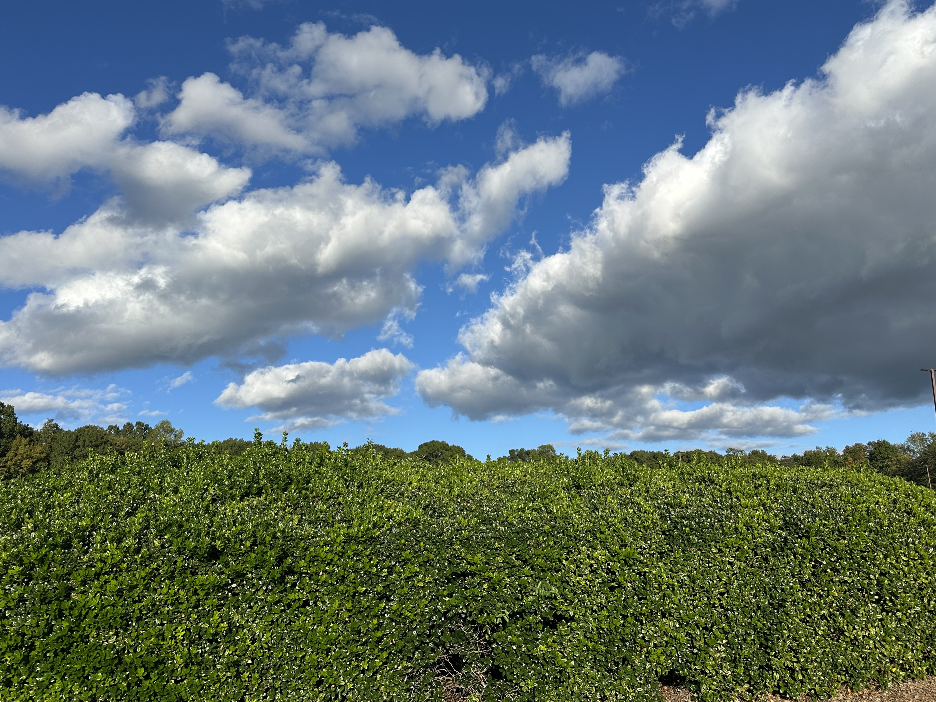 Blue Sky over Battleground Park
