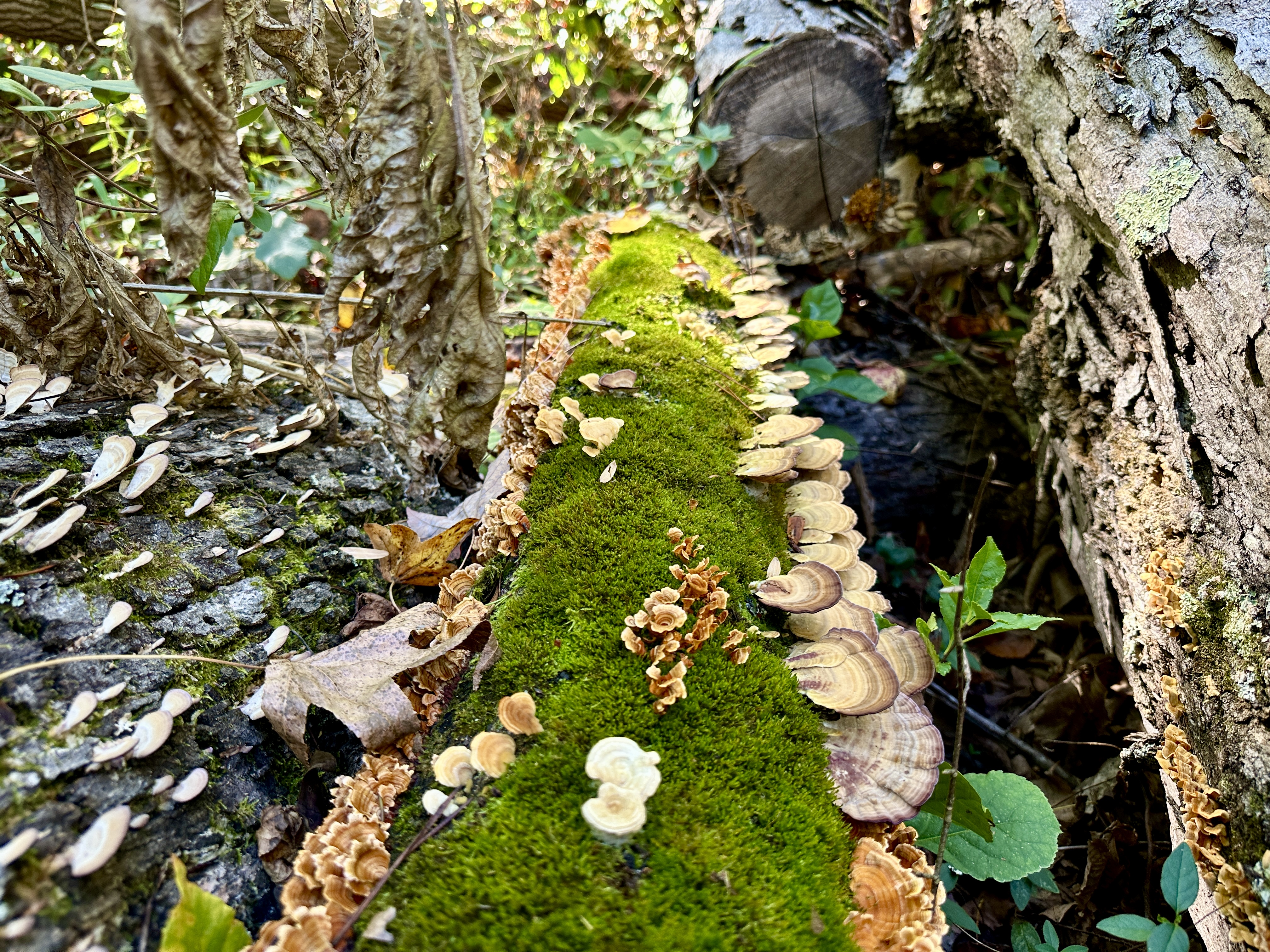 Greensboro’s Watershed Trails